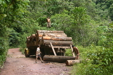 Deforestation in Pasco generated losses of up to US$1.750 million